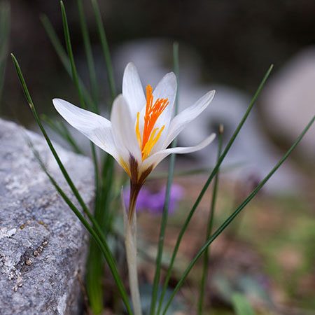 Crocus fleischeri in flower, white petals with a scarlet style, growing among stones in southern Türkiye.