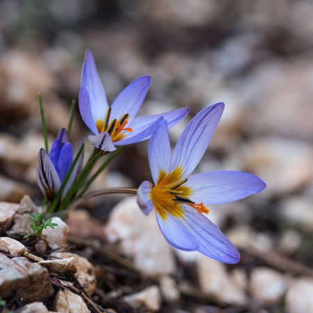 Crocus lyciotauricus, pale violet flowers with orange stigmas, on the limestone of the Lycian Taurus.