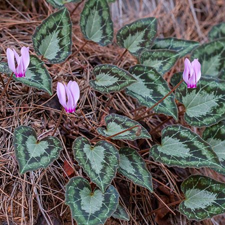 Wild Cyclamen in bud and flower among marbled leaves on a rocky Mediterranean slope in Türkiye.