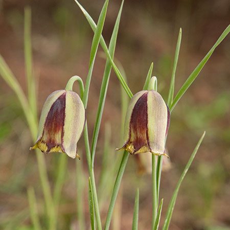 Fritillaria acmopetala, a nodding bell of green and chestnut brown, photographed in its own habitat in Türkiye.