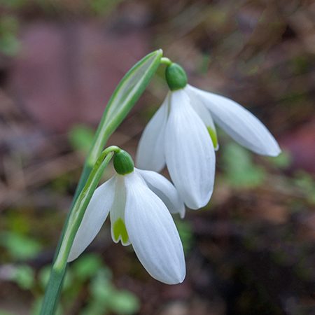 A snowdrop (Galanthus) in flower in Anatolia - the genus whose wild collection once ran to thirty million bulbs a year.