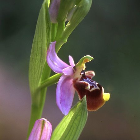 Ophrys lyciensis, an endemic bee orchid of the Lycian coast, in flower in Türkiye.