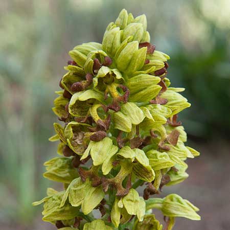 Orchis punctulata, a tall spike of yellow-green orchid flowers, photographed in the field in Anatolia.