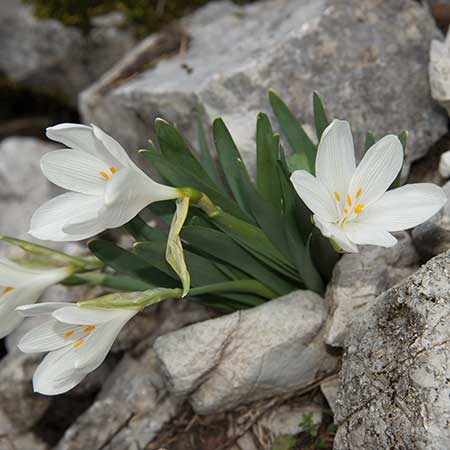 Sternbergia candida, a white spring-flowering bulb endemic to a small area near Fethiye, south-west Türkiye.