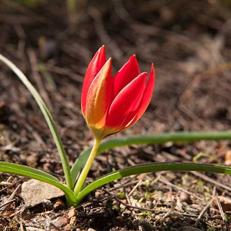 Tulipa orphanidea, a wild tulip with orange-red petals, in flower on open ground in Türkiye.