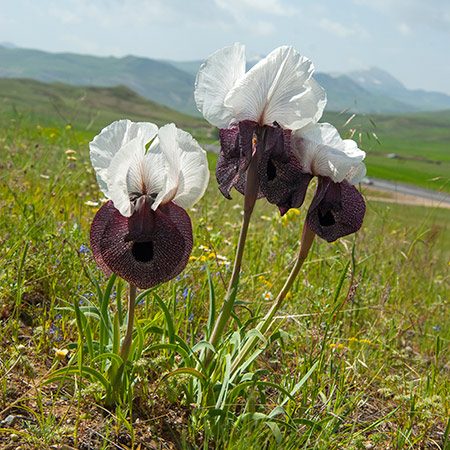 Wild iris in flower on an open Anatolian plain, with mountains on the horizon.