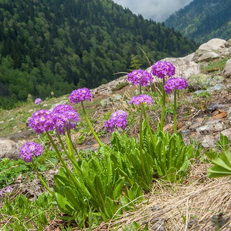 Pink flowering colonies on a high mountain slope, forested valley below - the kind of ground a survey day covers.