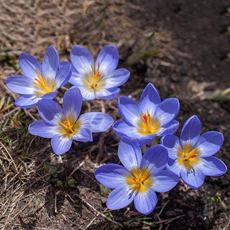 A colony of pale blue Crocus in flower on stony ground in the mountains behind Antalya.